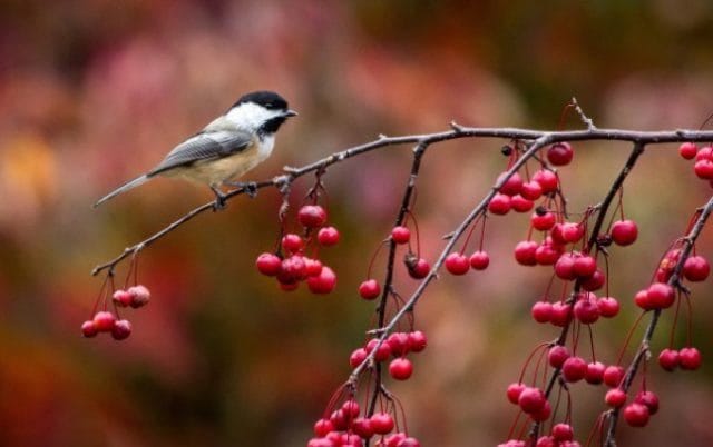 Птицы осенью - красивые картинки (30 фото) #18