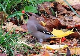 Птицы осенью - красивые картинки (30 фото) #23
