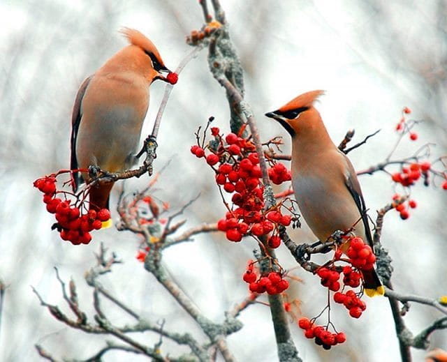 Птицы осенью - красивые картинки (30 фото) #20