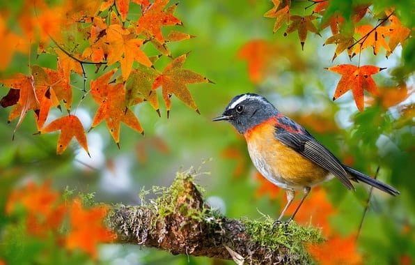 Птицы осенью - красивые картинки (30 фото) #8