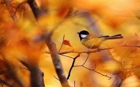 Птицы осенью - красивые картинки (30 фото) #28