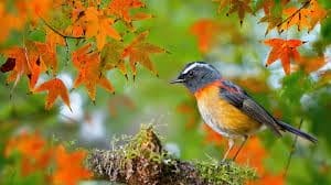 Птицы осенью - красивые картинки (30 фото) #29
