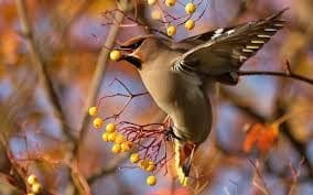 Птицы осенью - красивые картинки (30 фото) #22