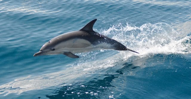 Дельфины - красивые картинки (100 фото) #3