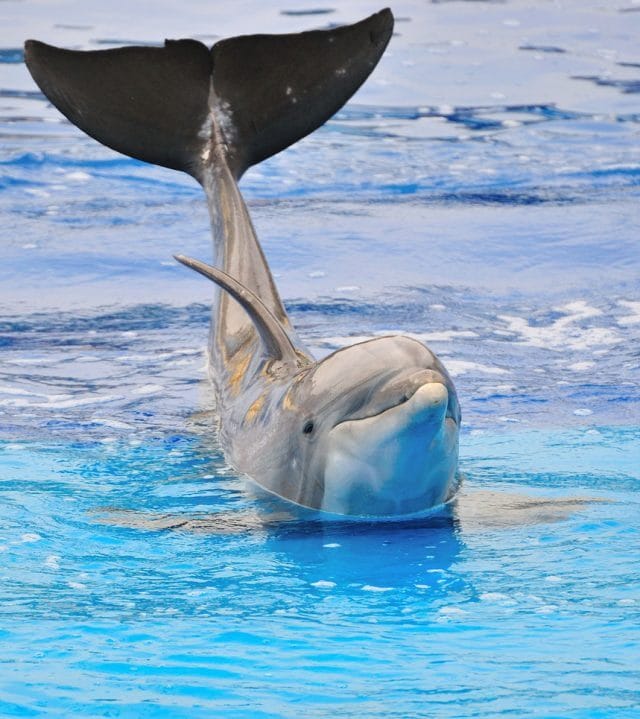 Дельфины - красивые картинки (100 фото) #1