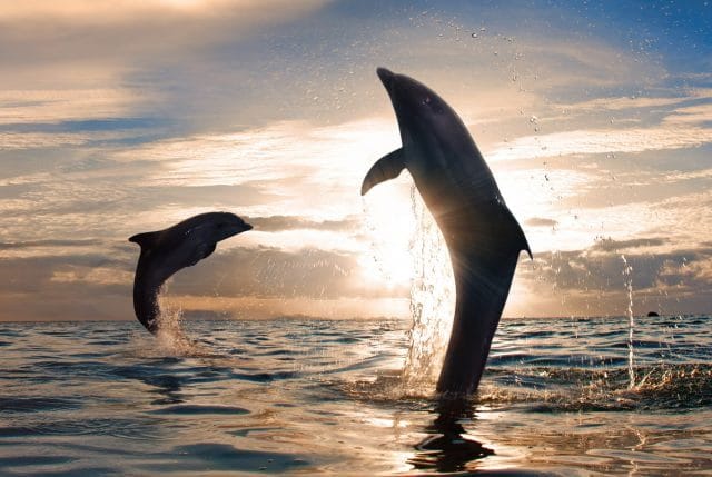 Дельфины - красивые картинки (100 фото) #6