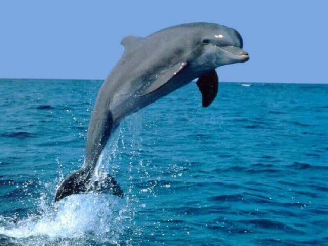 Дельфины - красивые картинки (100 фото) #20