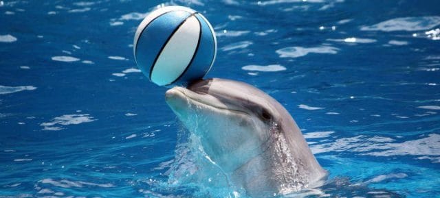 Дельфины - красивые картинки (100 фото) #4