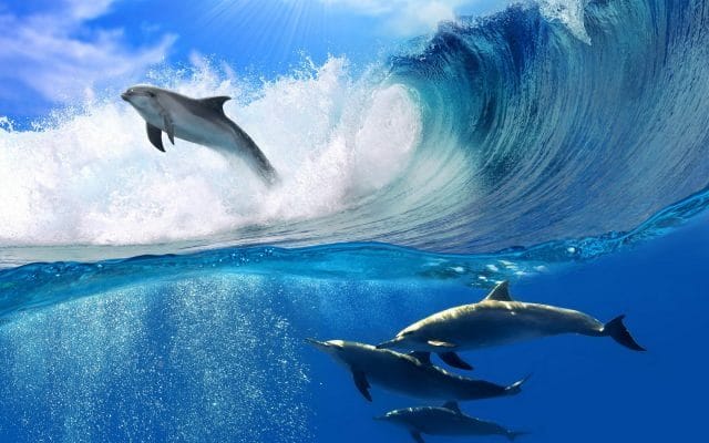 Дельфины - красивые картинки (100 фото) #11