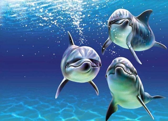 Дельфины - красивые картинки (100 фото) #8