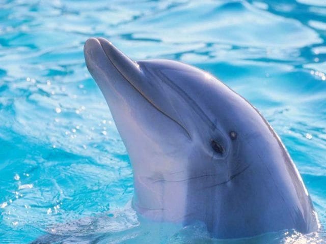 Дельфины - красивые картинки (100 фото) #5