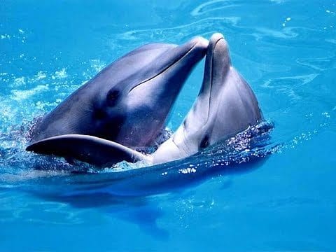 Дельфины - красивые картинки (100 фото) #24