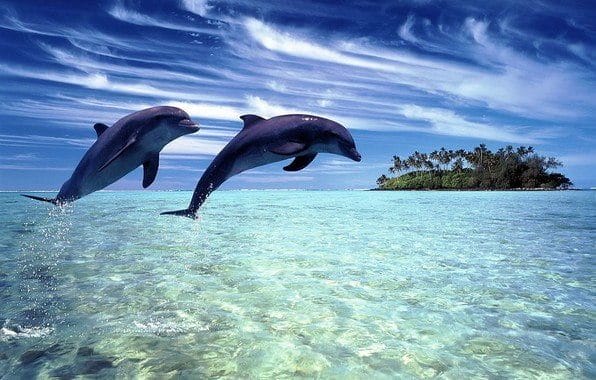 Дельфины - красивые картинки (100 фото) #22