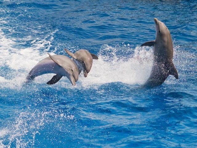 Дельфины - красивые картинки (100 фото) #21