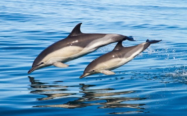 Дельфины - красивые картинки (100 фото) #13
