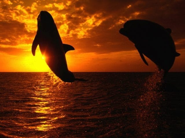 Дельфины - красивые картинки (100 фото) #19