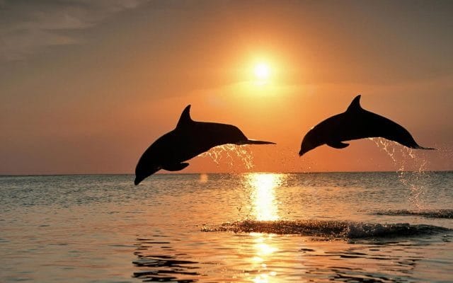 Дельфины - красивые картинки (100 фото) #9