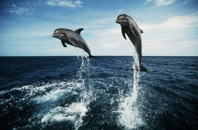 Дельфины - красивые картинки (100 фото) #7