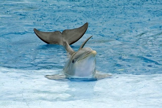 Дельфины - красивые картинки (100 фото) #12