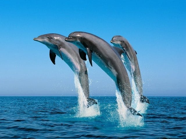 Дельфины - красивые картинки (100 фото) #18