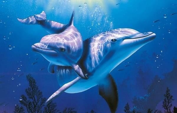 Дельфины - красивые картинки (100 фото) #25