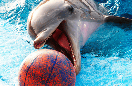 Дельфины - красивые картинки (100 фото) #27