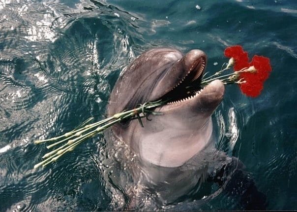 Дельфины - красивые картинки (100 фото) #28