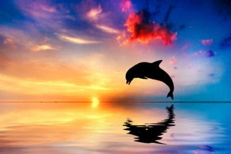 Дельфины - красивые картинки (100 фото) #29