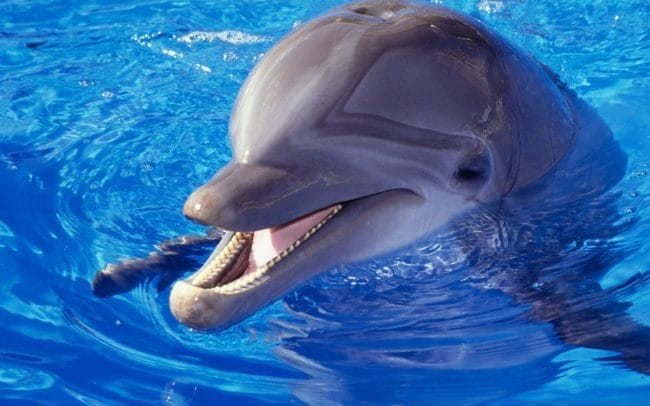 Дельфины - красивые картинки (100 фото) #40