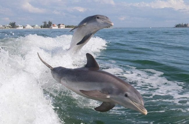 Дельфины - красивые картинки (100 фото) #44