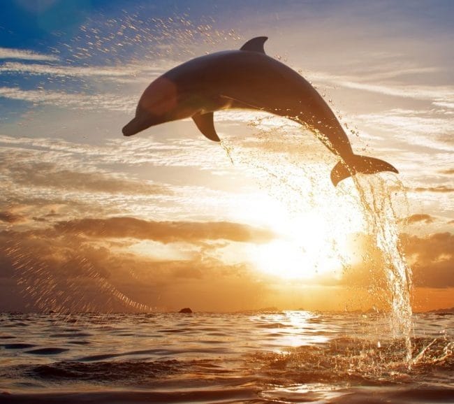Дельфины - красивые картинки (100 фото) #43