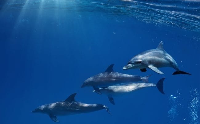Дельфины - красивые картинки (100 фото) #32