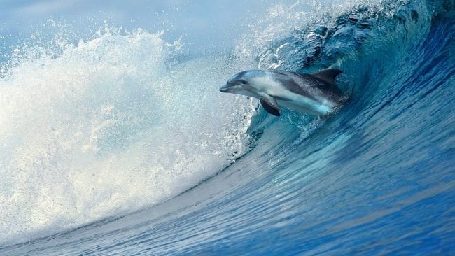 Дельфины - красивые картинки (100 фото) #31