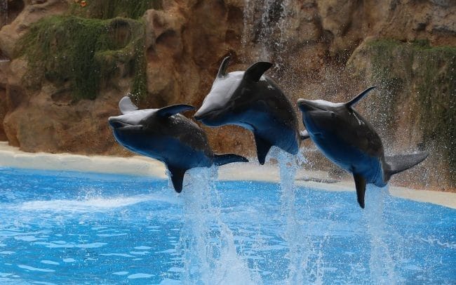 Дельфины - красивые картинки (100 фото) #39