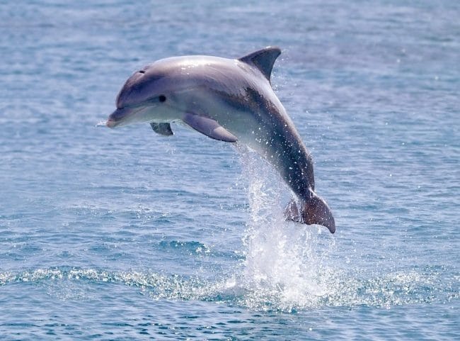 Дельфины - красивые картинки (100 фото) #36