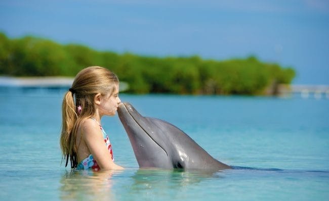 Дельфины - красивые картинки (100 фото) #34