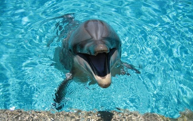 Дельфины - красивые картинки (100 фото) #37