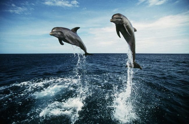 Дельфины - красивые картинки (100 фото) #35