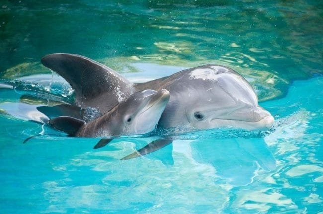 Дельфины - красивые картинки (100 фото) #38