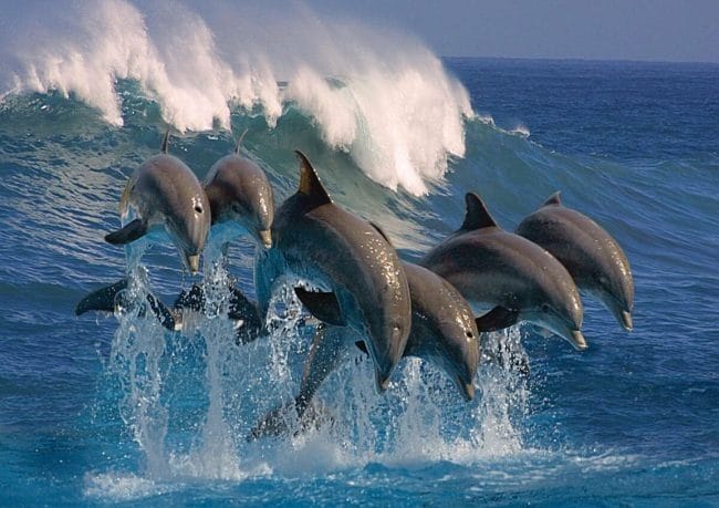 Дельфины - красивые картинки (100 фото) #30