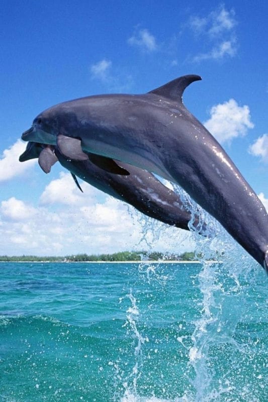 Дельфины - красивые картинки (100 фото) #41