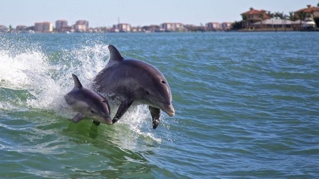 Дельфины - красивые картинки (100 фото) #42