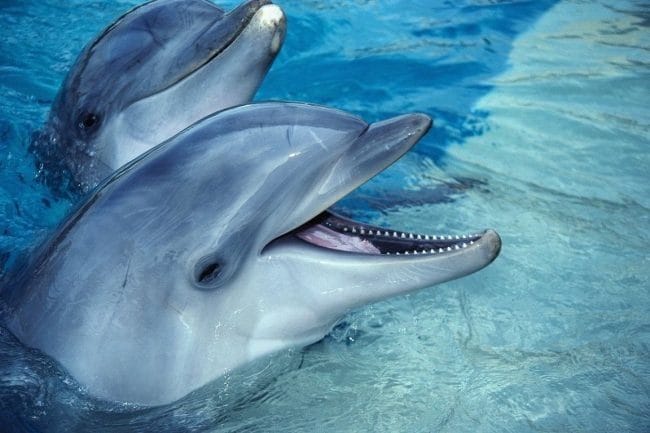 Дельфины - красивые картинки (100 фото) #33