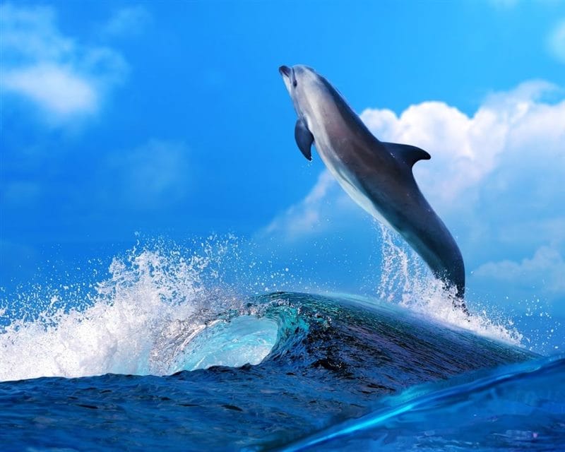 Дельфины - красивые картинки (100 фото) #95