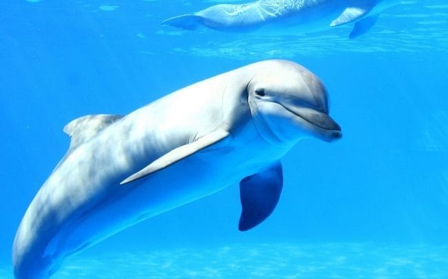 Дельфины - красивые картинки (100 фото) #97
