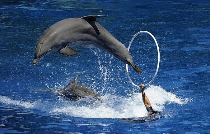 Дельфины - красивые картинки (100 фото) #96