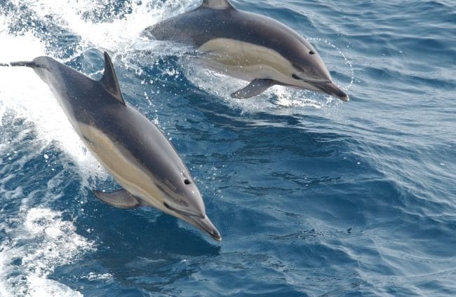 Дельфины - красивые картинки (100 фото) #98