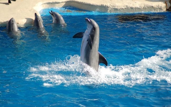 Дельфины - красивые картинки (100 фото) #99