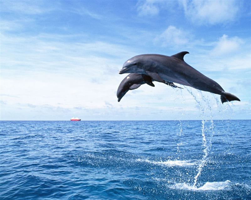 Дельфины - красивые картинки (100 фото) #52