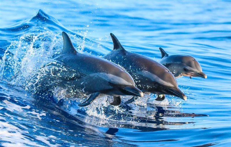 Дельфины - красивые картинки (100 фото) #47